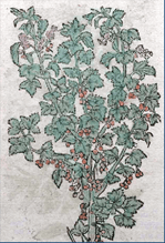 You are currently viewing Tuesday 26th May at 6.30pm – William Turner : The Father of English Botany